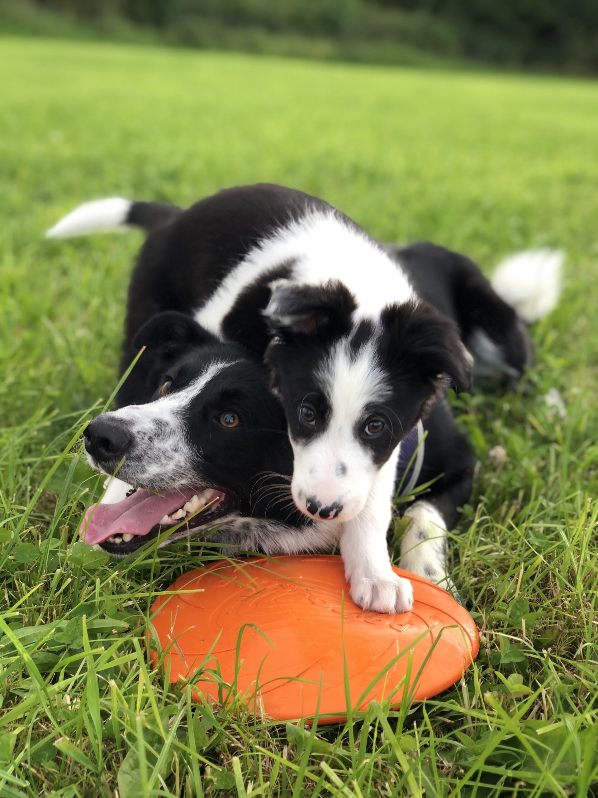 Dawaj Frisbee!